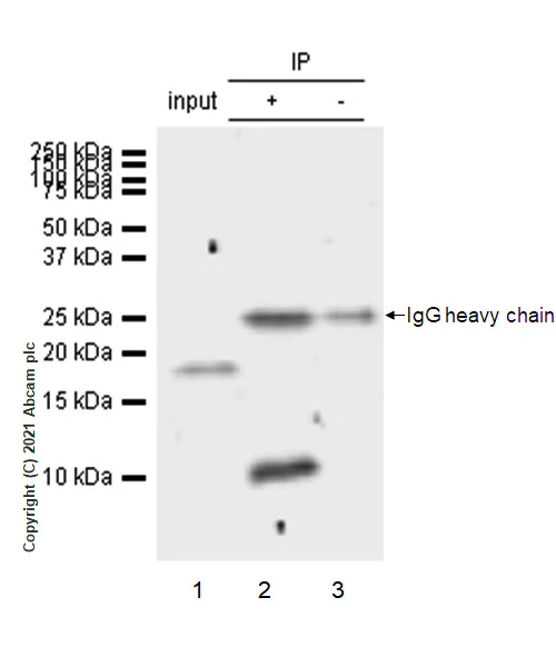 Immunoprecipitation - Anti-CXCL5 antibody [EPR4450(2)] (AB126763)