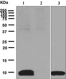 Western blot - Anti-CXCL5 antibody [EPR4450(2)] - BSA and Azide free (AB248173)