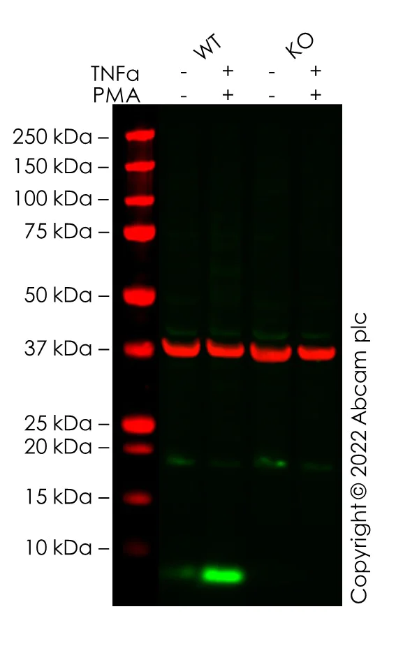 Western blot - Anti-CXCL5 antibody [EPR4450(2)] - BSA and Azide free (AB248173)