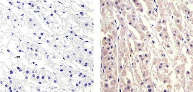Immunohistochemistry paraffin embedded sections - Anti-CXCL5 antibody [RP23040004] (AB308023)