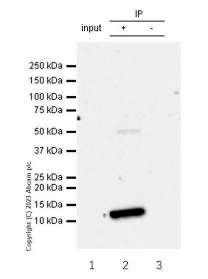 Immunoprecipitation - Anti-CXCL5 + CXCL6 antibody [EP13083] - BSA and Azide free (AB284855), expandable thumbnail