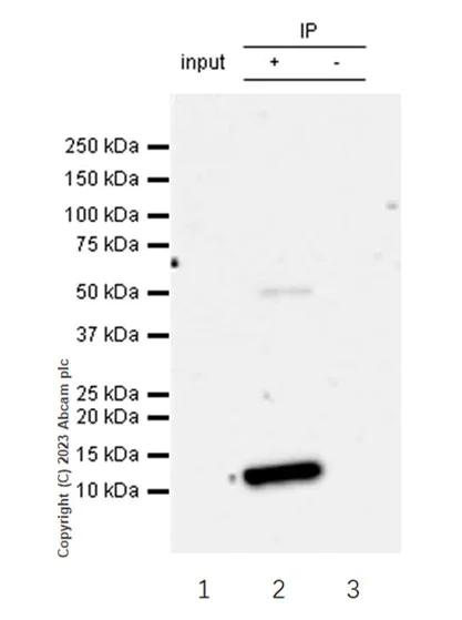 Immunoprecipitation - Anti-CXCL5 + CXCL6 antibody [EP13083] - BSA and Azide free (AB284855)