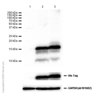 Western blot - Anti-CXCL5 + CXCL6 antibody [EP13083] - BSA and Azide free (AB284855), expandable thumbnail