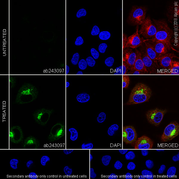 Immunocytochemistry/ Immunofluorescence - Anti-CXCL5 + CXCL6 antibody [EPR22310-196] (AB243097), expandable thumbnail