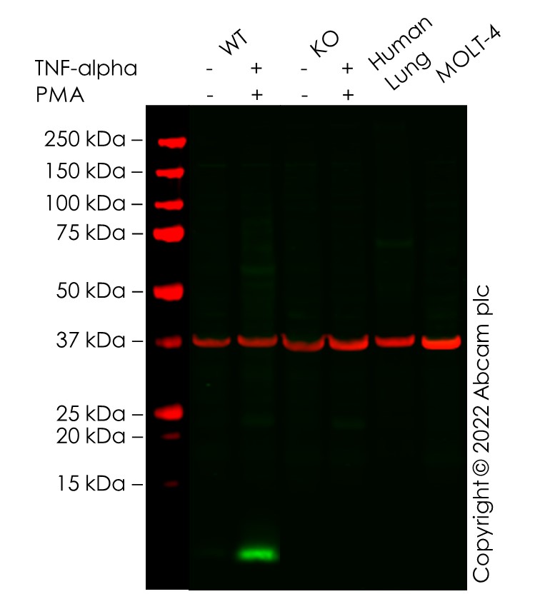 Western blot - Anti-CXCL5 + CXCL6 antibody [EPR22310-196] (AB243097), expandable thumbnail