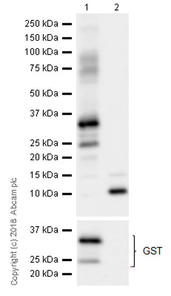 Western blot - Anti-CXCL5 + CXCL6 antibody [EPR22310-196] (AB243097), expandable thumbnail