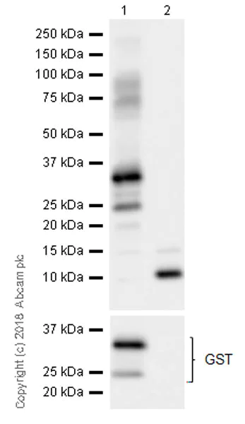 Western blot - Anti-CXCL5 + CXCL6 antibody [EPR22310-196] (AB243097)