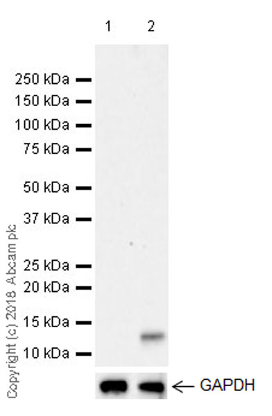 Western blot - Anti-CXCL5 + CXCL6 antibody [EPR22310-196] (AB243097), expandable thumbnail