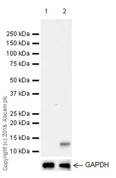 Western blot - Anti-CXCL5 + CXCL6 antibody [EPR22310-196] (AB243097)