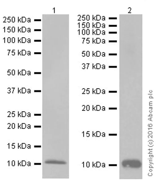 Western blot - Anti-CXCL7/PBP antibody [EPR19780] (AB206966)