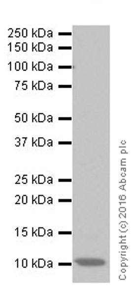 Western blot - Anti-CXCL7/PBP antibody [EPR19780] (AB206966), expandable thumbnail