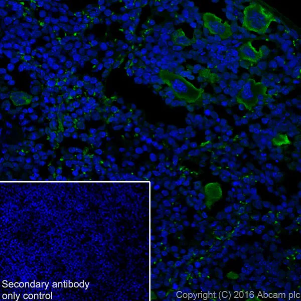 Immunohistochemistry (Frozen sections) - Anti-CXCL7/PBP antibody [EPR20036] - BSA and Azide free (AB251455)