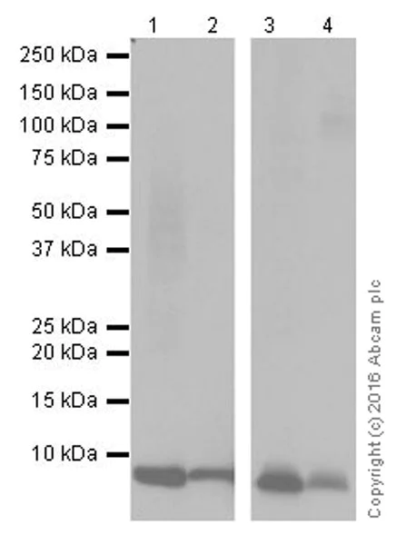 Western blot - Anti-CXCL7/PBP antibody [EPR20036] - BSA and Azide free (AB251455)