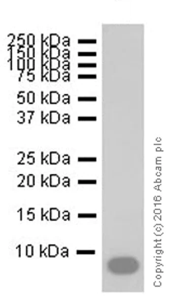 Western blot - Anti-CXCL7/PBP antibody [EPR20036] - BSA and Azide free (AB251455)