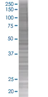 SDS-PAGE - CXCL7 / PBP overexpression 293T lysate (whole cell) (AB94141)