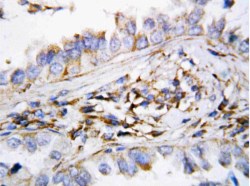 Immunohistochemistry (Formalin/PFA-fixed paraffin-embedded sections) - Anti-CXCL9 antibody (AB118543), expandable thumbnail