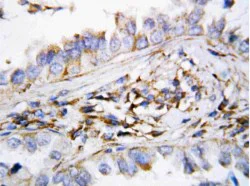 Immunohistochemistry (Formalin/PFA-fixed paraffin-embedded sections) - Anti-CXCL9 antibody (AB118543)