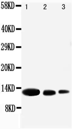Western blot - Anti-CXCL9 antibody (AB118543)