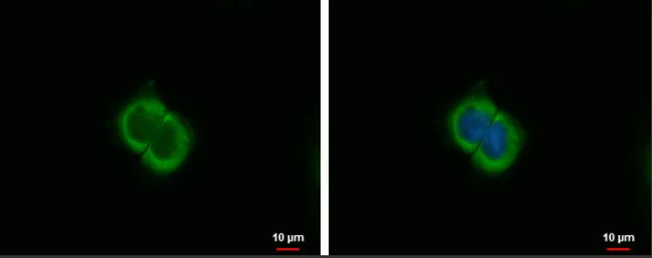 Immunocytochemistry/ Immunofluorescence - Anti-CXCL9 antibody (AB137792)