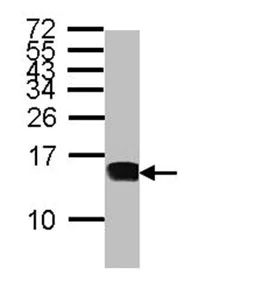 Western blot - Anti-CXCL9 antibody (AB137792)