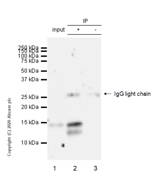 Immunoprecipitation - Anti-CXCL9 antibody [EPR23999-5] (AB263442)