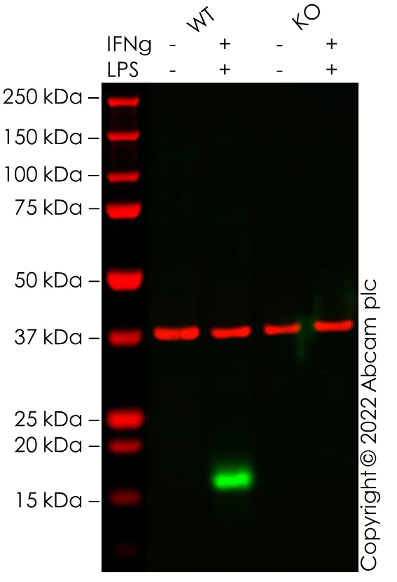 Western blot - Anti-CXCL9 antibody [EPR23999-5] (AB263442)