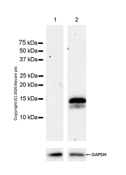 Western blot - Anti-CXCL9 antibody [EPR23999-5] (AB263442)