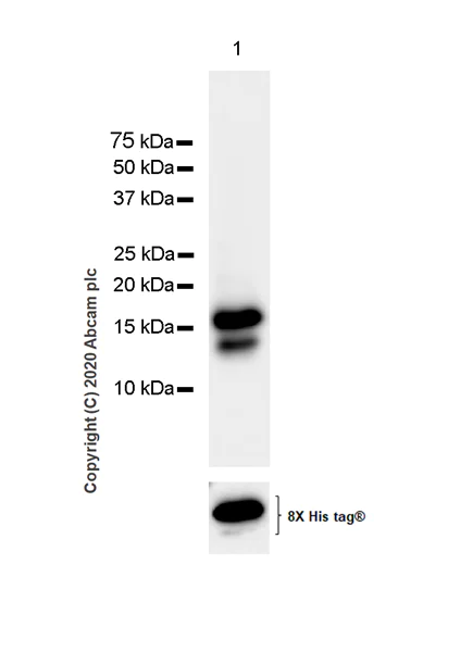 Western blot - Anti-CXCL9 antibody [EPR23999-5] (AB263442)