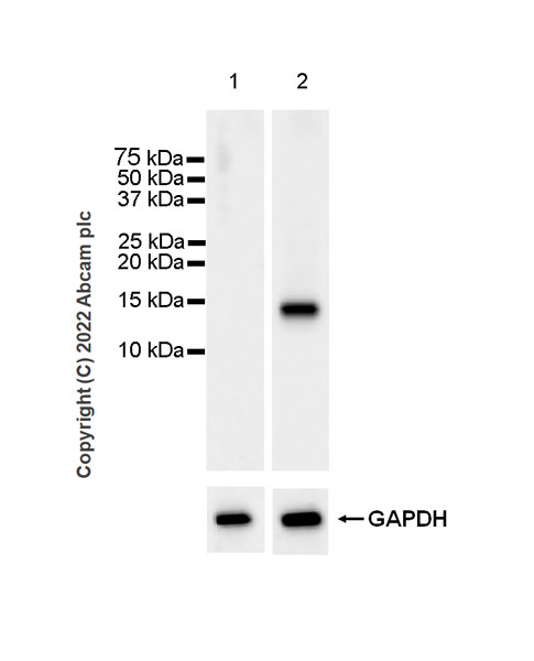 Western blot - Anti-CXCL9 antibody [EPR26512-118] (AB290643), expandable thumbnail