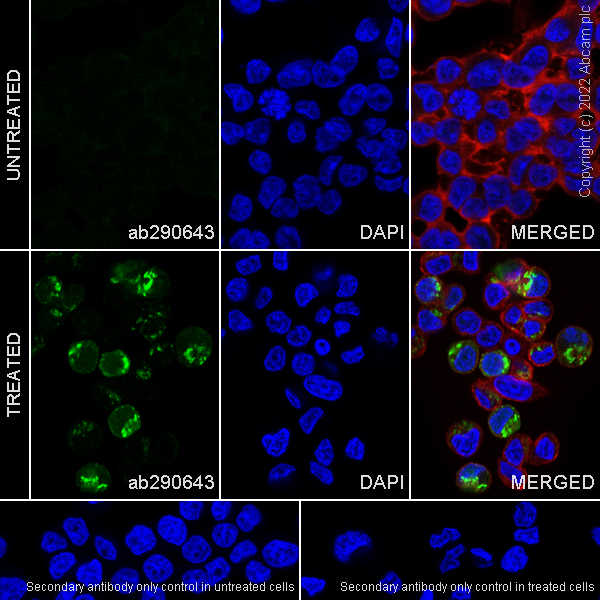 Immunocytochemistry/ Immunofluorescence - Anti-CXCL9 antibody [EPR26512-118] - BSA and Azide free (ab290654), expandable thumbnail