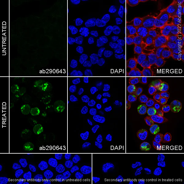 Immunocytochemistry/ Immunofluorescence - Anti-CXCL9 antibody [EPR26512-118] - BSA and Azide free (AB290654)