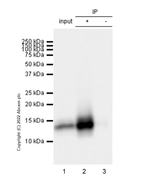 Immunoprecipitation - Anti-CXCL9 antibody [EPR26512-118] - BSA and Azide free (ab290654), expandable thumbnail