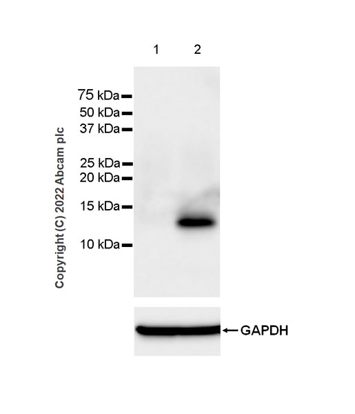 Western blot - Anti-CXCL9 antibody [EPR26512-118] - BSA and Azide free (AB290654), expandable thumbnail