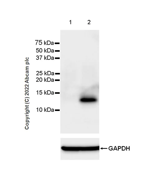 Western blot - Anti-CXCL9 antibody [EPR26512-118] - BSA and Azide free (AB290654)
