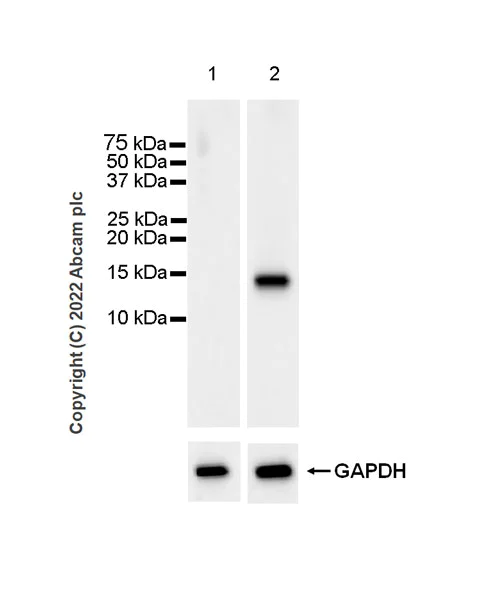 Western blot - Anti-CXCL9 antibody [EPR26512-118] - BSA and Azide free (AB290654)