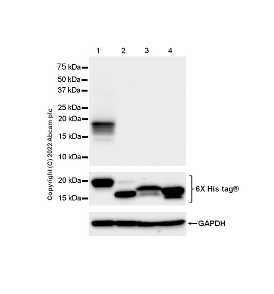 Western blot - Anti-CXCL9 antibody [EPR26512-118] - BSA and Azide free (AB290654), expandable thumbnail