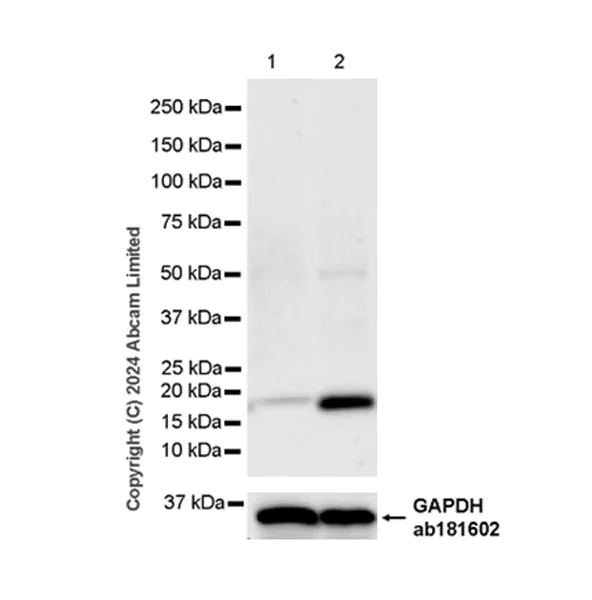 Western blot - Anti-CXCL9 antibody [EPR28968-26] (AB320827)