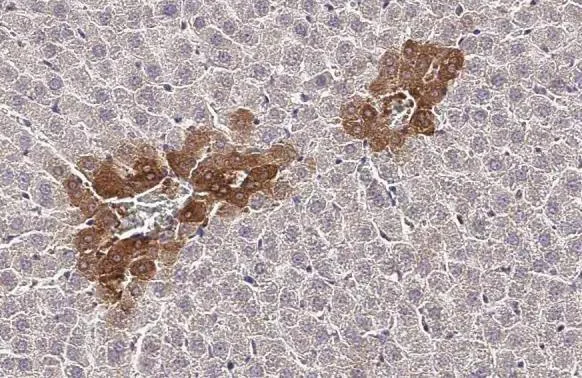 Immunohistochemistry (Formalin/PFA-fixed paraffin-embedded sections) - Anti-CXCR1 antibody [HL2674] - BSA and Azide free (AB325848)