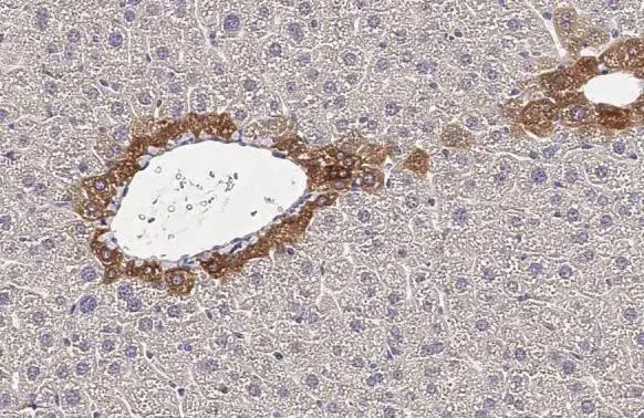 Immunohistochemistry (Formalin/PFA-fixed paraffin-embedded sections) - Anti-CXCR1 antibody [HL2674] - BSA and Azide free (AB325848)