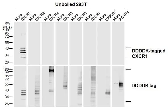 Western blot - Anti-CXCR1 antibody [HL2674] - BSA and Azide free (AB325848)