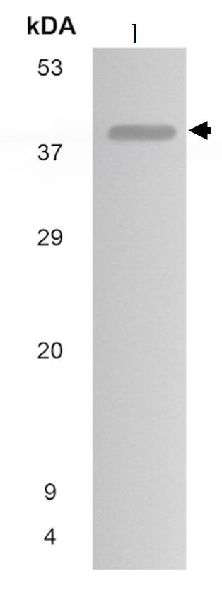 Western blot - Anti-CXCR1 antibody [MM0221-7D22] (AB89251), expandable thumbnail