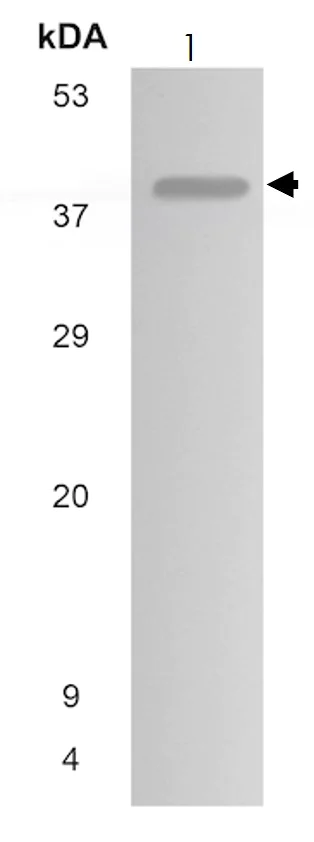 Western blot - Anti-CXCR1 antibody [MM0221-7D22] (AB89251)