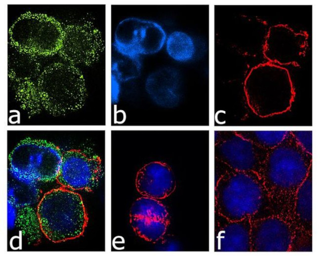 Immunocytochemistry/ Immunofluorescence - Anti-CXCR1 Antibody [RP23040161] (AB313462), expandable thumbnail