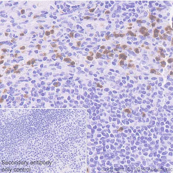 Immunohistochemistry (Formalin/PFA-fixed paraffin-embedded sections) - Anti-CXCR2 antibody [EPR22301-103] (AB225732)