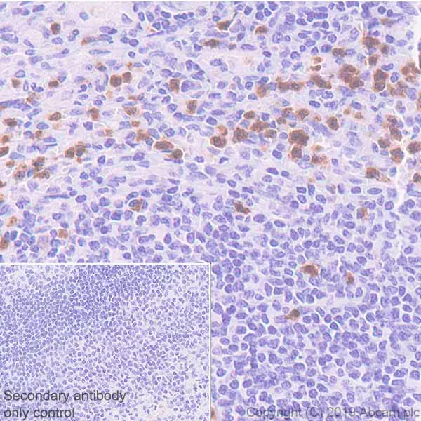 Immunohistochemistry (Formalin/PFA-fixed paraffin-embedded sections) - Anti-CXCR2 antibody [EPR22301-103] - BSA and Azide free (AB245982)