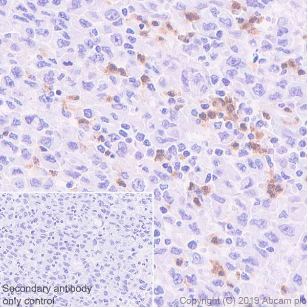 Immunohistochemistry (Formalin/PFA-fixed paraffin-embedded sections) - Anti-CXCR2 antibody [EPR22301-103] - BSA and Azide free (AB245982)