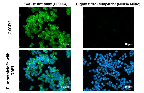 Immunocytochemistry/ Immunofluorescence - Anti-CXCR2 antibody [HL2604] - BSA and Azide free (AB325849)