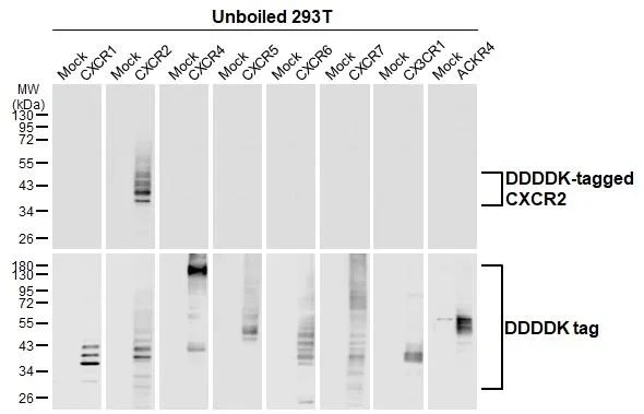 Western blot - Anti-CXCR2 antibody [HL2604] - BSA and Azide free (AB325849)