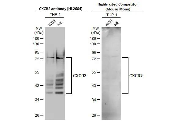 Western blot - Anti-CXCR2 antibody [HL2604] - BSA and Azide free (AB325849)