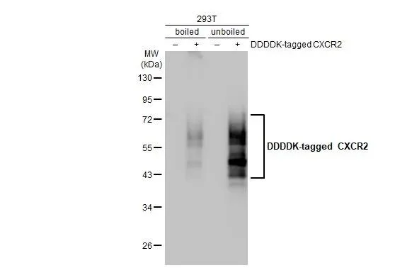 Western blot - Anti-CXCR2 antibody [HL2604] - BSA and Azide free (AB325849)